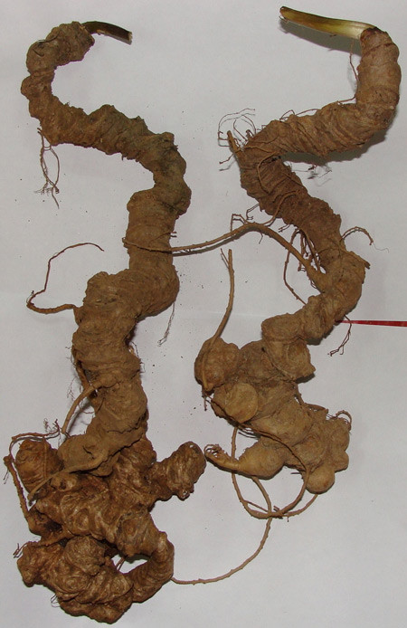 Sâm Thiết Trúc là loại sâm quý ngang với sâm Ngọc Linh. Sâm Thiết Trúc thường nằm ở trong rừng sâu, rất hiếm có.