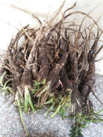 Công dụng của Sâm Đá là bồi bổ cơ thể, nâng cao sức khỏe, hồi phục thể lực và tăng cường sinh lực, giúp cơ thể cường tráng, gân cốt khỏe mạnh, bổ thận bổ gan, điều trị chứng suy nhược lâu năm.