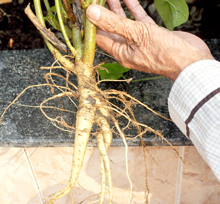 Sâm Đá có hình dáng gần giống sâm Bố Chính và thường mọc thành cụm, cao khoảng 30-50cm, lá dài bằng thân cây. Thân ngầm của Sâm Đá thường có nhiều đốt, không thấy rõ khi cây đã già. Củ sâm đá có màu vàng hoặc nâu, thơm đặc trưng, không có hoa và quả.