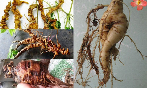 Trong bài viết này, Kiến Thức sẽ giới thiệu chi tiết về những loại sâm quý ở Việt Nam chữa bệnh tốt bạn không nên bỏ qua.