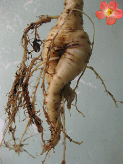 Sâm Bố Chính còn có tên gọi khác là sâm Thổ Hào, trồng chủ yếu ở miền Bắc. Thân cây sâm Bố Chính rất yếu, đứng không vững, có rễ trắng hoặc vàng nhạt giống cây nhân sâm, mặt lá có lông đơn, có lá và hoa.