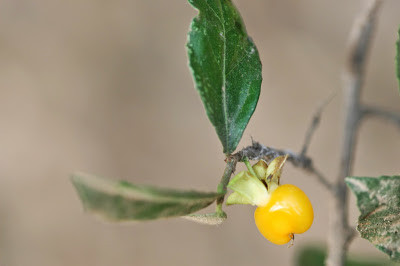 Chữa mụn nhọt sưng đau: Nhựa duối tẩm vào giấy bản rồi dán vào mụn 3 giờ, ngày thay 2 lần.