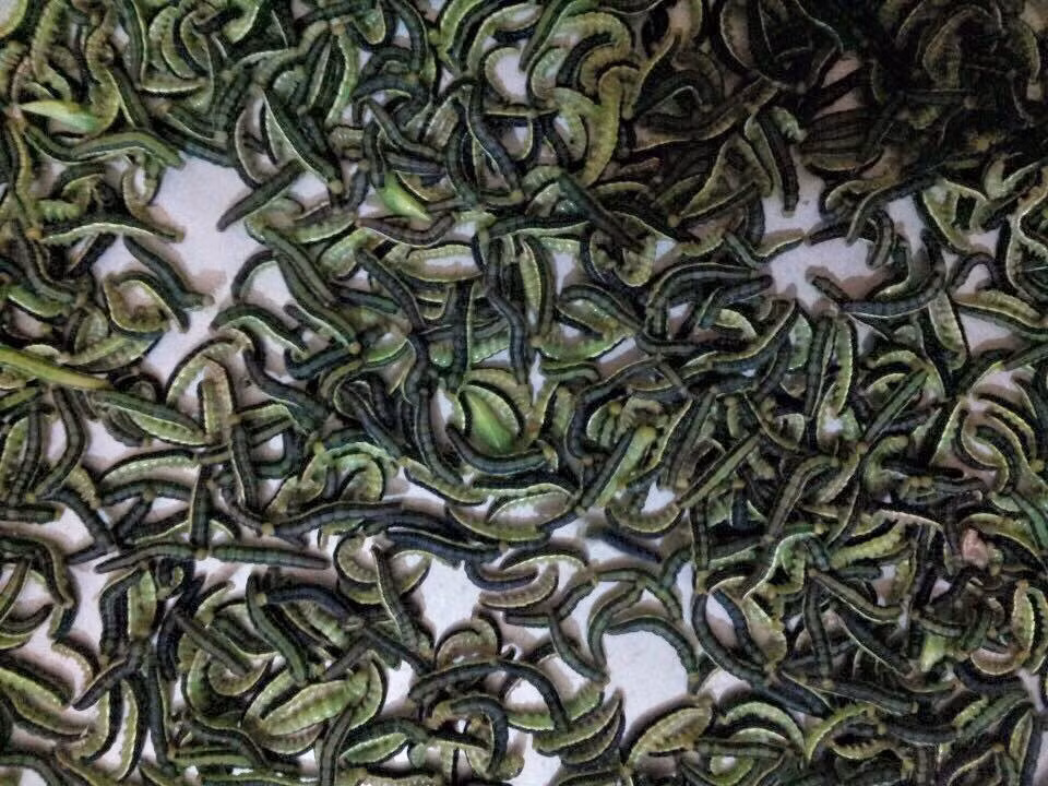 Sâu muồng Tây Nguyên là món ngon từ sâu phổ biến ở Tây Nguyên. Sâu muồng rất được ưa chuộng và trở thành “đặc sản” nơi đây. Ảnh: Báo mới.