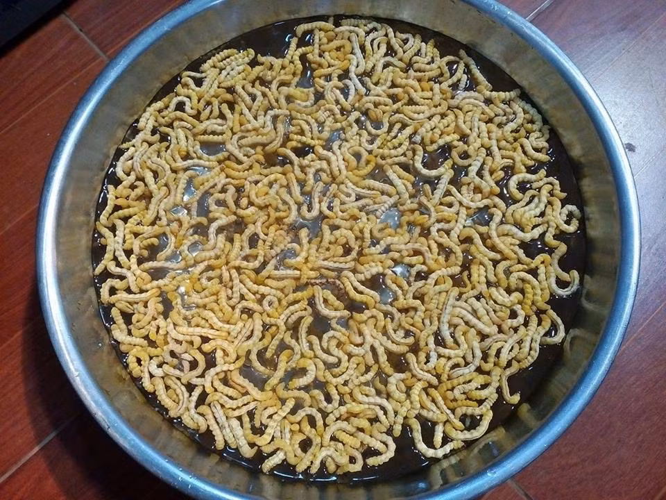 Từ sâu chít, có thể chế biến nhiều món ăn hấp dẫn như sao khô nấu cháo, xào ăn với trứng, sâu chít rang. Ảnh: Dân Việt.