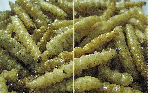 Sâu chít được coi như đặc sản của người Tây Bắc. Ảnh: Timeoutvietnam.