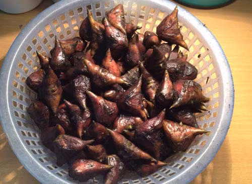 Nước vỏ củ ấu nấu lên rồi rửa hậu môn chữa sa trực tràng, lòi dom.