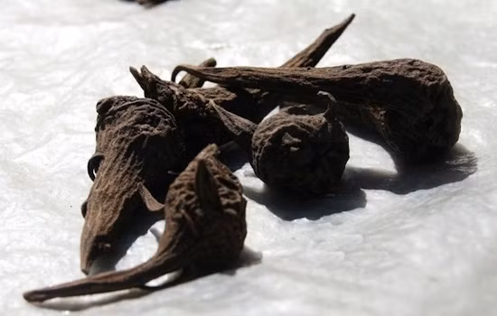 Dưới đây là một số cách chữa bệnh bằng củ ấu, bạn có thể tham khảo.