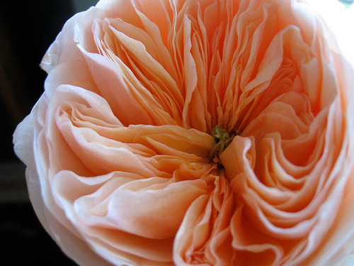 Hoa hồng Juliet được biết đến là giống hoa hồng cổ điển và phổ biến của nước Anh từ rất nhiều thế kỷ trước.