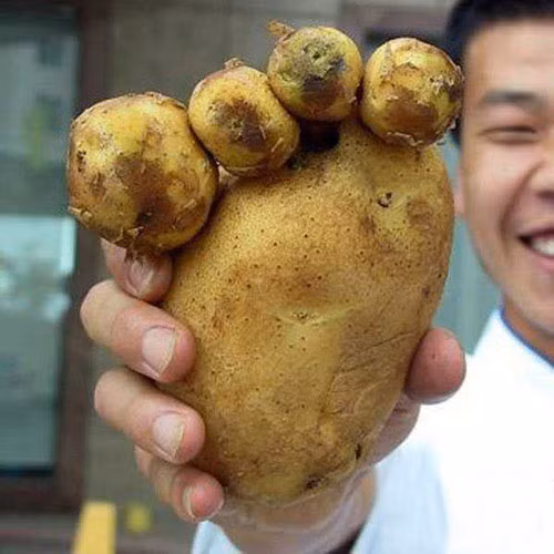 Củ khoai tây như hình bàn chân vì đột biến. Ảnh: Printerest.