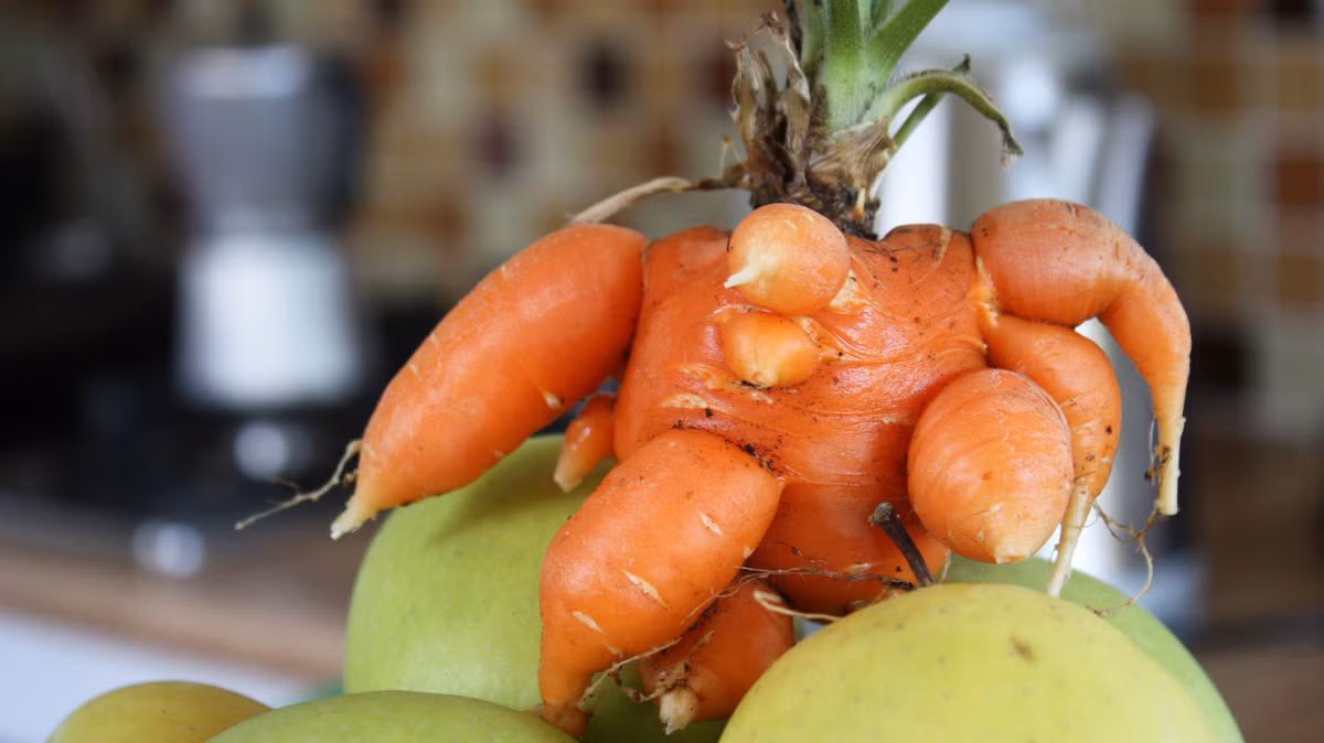 Đây là một củ cà rốt biến đổi gen với hàng chục củ cà rốt nhỏ bám quanh thân. Ảnh: Dân Việt.