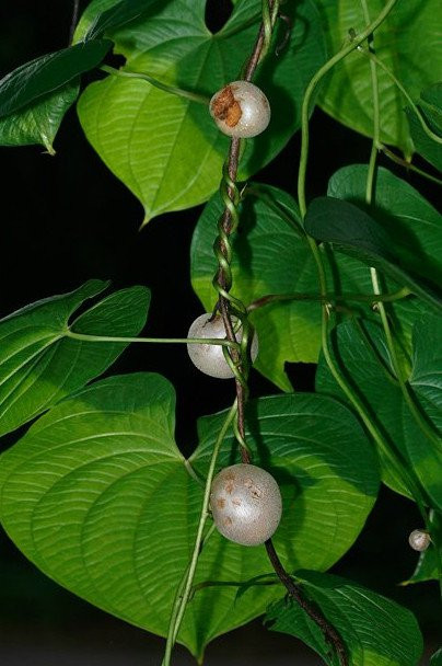 Cây khoai tây lạ này phát triển ở dạng dây leo.