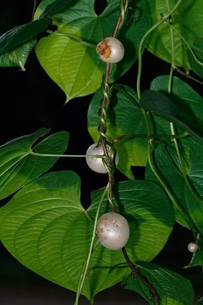 Cây khoai tây lạ này phát triển ở dạng dây leo.