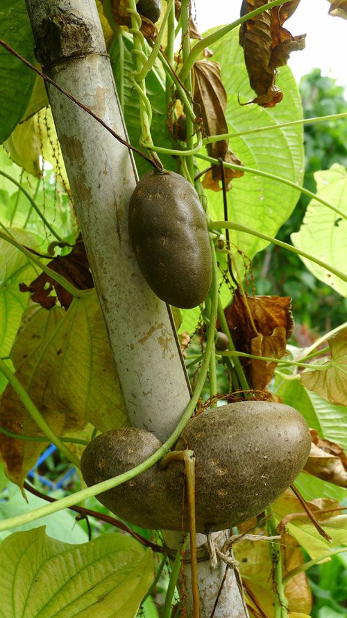 Khoai có thể ăn khi gọt sạch lớp da và cùi màu xanh ở bên ngoài đi.