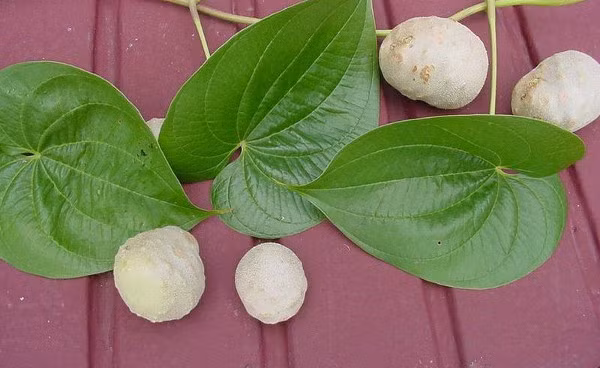 Nó không ra củ như khoai tây bình thường mà củ khoai lại phát triển ở dạng quả mọc dọc theo thân leo.