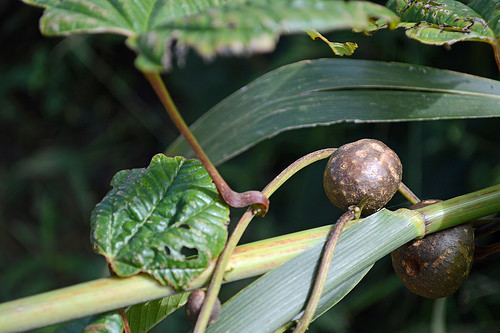 Củ khoai tây dây leo nhìn bề ngoài có hình dáng khá giống với khoai tây Đà Lạt Việt Nam.