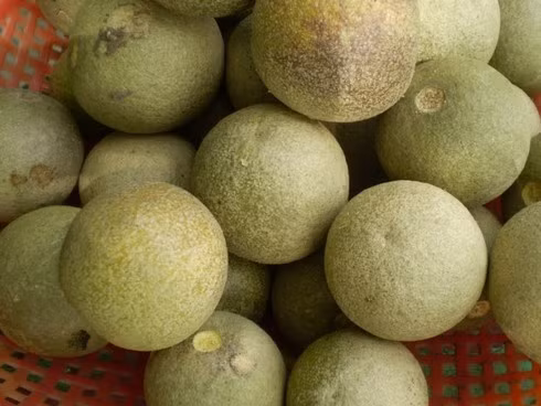 Quả quách chín có mùi thơm rất quyến rũ, chính vì thế, người ta thường dùng ruột quả quách kết hợp với sữa đặc và chút đá lạnh để uống.