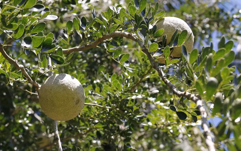  Quả quách có rất nhiều công dụng khác nhau, đặc biệt bài thuốc thanh nhiệt từ loại quả này rất được ưa chuộng.