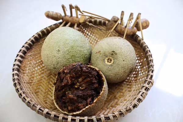 Không chỉ vậy, rượu thuốc từ quả quách còn giúp giảm đau nhức xương khớp rất công hiệu.