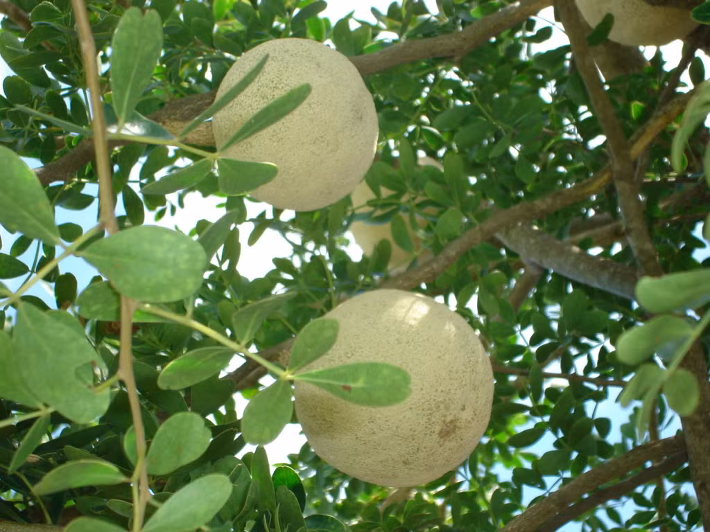 Bai thuoc thanh nhiet, bo than tu qua quach