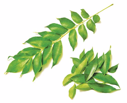 Dịch chiết chế ra bài thuốc từ rễ cây cà ri còn có tác dụng bổ thận, chữa các chứng đau và các rối loạn có liên quan tiết niệu và sinh dục.