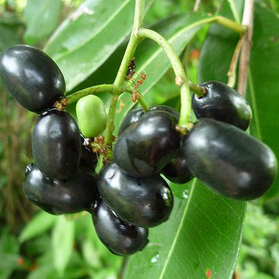 Trái cây trâm mốc ngâm muối, sau đó nấu nước uống được sử dụng để chữa vấn đề về dạ dày, tiêu chảy cấp tính.