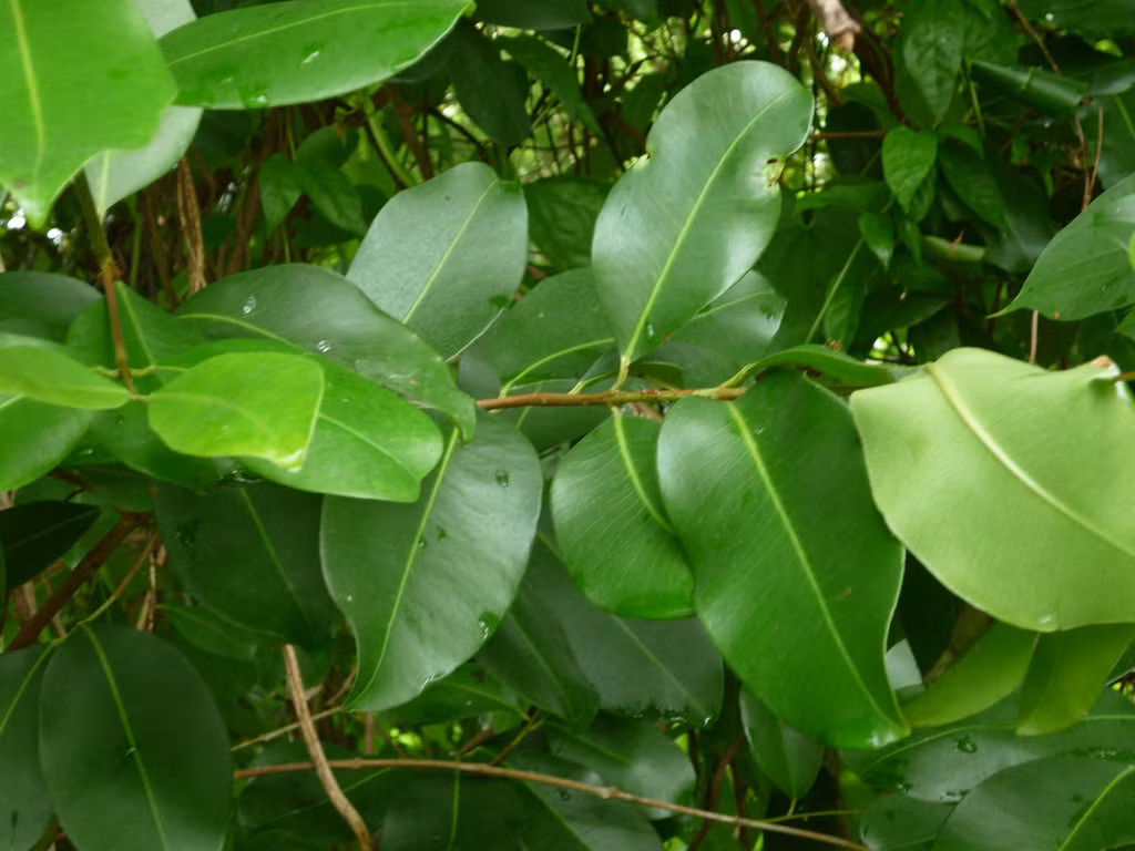 Lá trâm ngâm rượu cũng có thể dùng để chữa tiểu đường. Nước ép lá trâm chữa trị bệnh lỵ rất công hiệu. Ngoài ra, lá trâm còn dùng dưới dạng thuốc đắp chữa bệnh ngoài da.