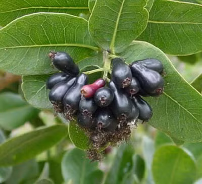 Nước ép quả trâm chín được người Ấn Độ sử dụng để chữa bệnh tiêu chảy mãn tính, lá lách phù to...