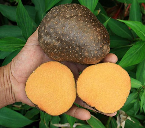 Đây là giống khoai có một không hai trên thế giới. Nó không ra củ ở rễ như những loại khoai khác mà lại ra củ trên thân. Khoai có vỏ màu nâu ruột vàng đậm rất đẹp mắt. Ảnh: Wikipedia.