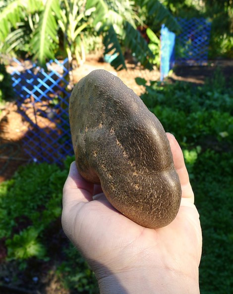 Cuối cùng không thể không nhắc tên khoai tây dây leo. Ảnh: Wikipedia.