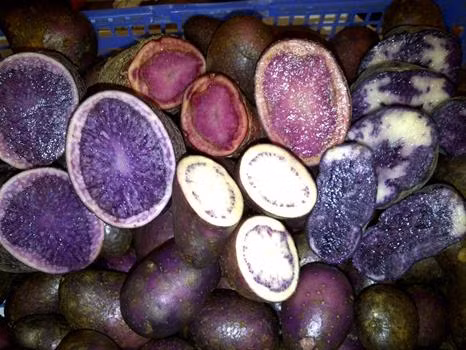 Loại khoai tây kỳ dị trong hình là khoai tây tím. Đây là 1 trong 3 loại khoai phổ biến ở phương Tây nhưng mới du nhập vào nước ta. Ảnh: Nông nghiệp.