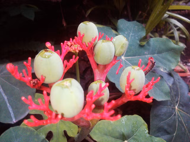 Rễ ngô đồng còn có thể dùng chữa thấp khớp dạng thấp, lao phổi và nôn ra máu.