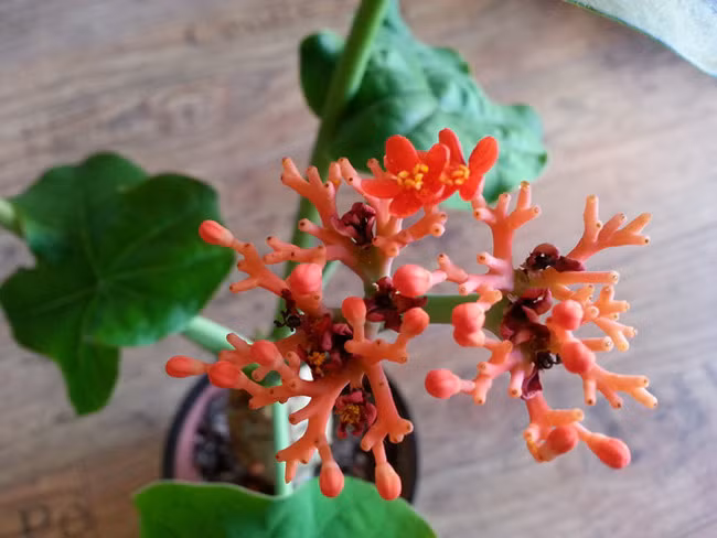 Khi bạn bị những vết thương như đứt tay, đứt chân, ngã bầm dập hãy bôi ngay nhựa ngô đồng này trực tiếp lên vết thương, giữ gìn vết thương sẽ không bị nhiễm trùng. 