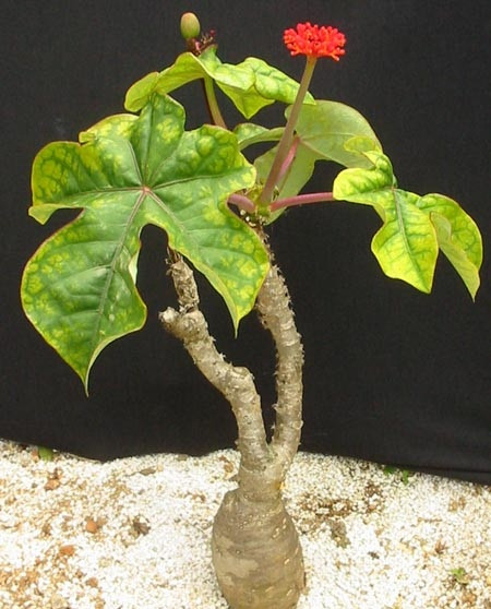 Trường hợp bạn bị nhọt sưng to có mủ cần lấy 1 – 3 lá ngô đồng tươi rửa sạch, thêm một chút muối, giã nhuyễn rồi đắp lên mụn sau đó băng lại.