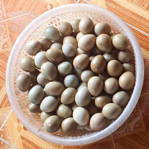 Trứng chim trĩ dùng cho phụ nữ sau sinh, sức khoẻ suy yếu và những người vừa khỏi một bệnh nặng, cơ thể suy nhược.