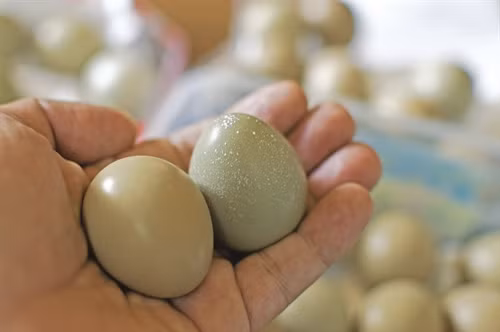 Ba bai thuoc chua benh tuyet voi tu trung chim tri