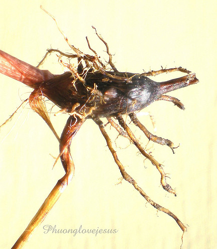 Người ta thường ngâm rượu củ gấu bằng cách rửa sạch phơi khô sau đó ngâm cùng rượu trắng để xoa bóp hoặc uống khi bị đau xương khớp. Ảnh: Cây thuốc quý.