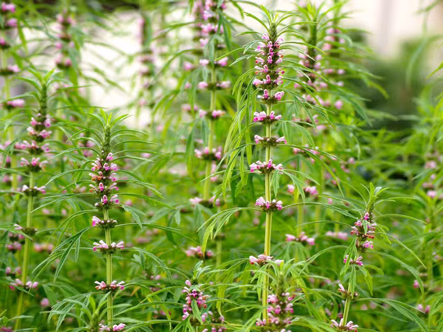 Bài thuốc điều kinh từ cỏ gấu: cỏ gấu, ngải cứu, ích mẫu, bạch đồng nữ tất cả các vị thuốc lấy mỗi vị 3g đem sắc lên và uống ngày 3 lần. Bạn nên uống trước 10 ngày khi có kinh để có hiệu quả. Ảnh: Cao ích mẫu. (Thông tin trong bài viết chỉ mang tính tham khảo, trước khi sử dụng bài thuốc, bạn vui lòng hỏi ý kiến bác sĩ).