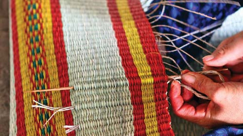 Ở Việt Nam, cây cói được trồng không chỉ để làm chiếu. Người dân một số địa phương còn sử dụng bài thuốc chữa bệnh từ cây cói, củ cói, rễ cói sấy khô. Ảnh: Yllowpagesvn.