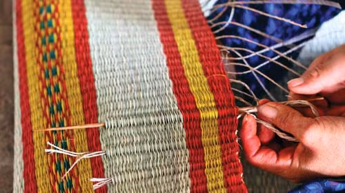 Ở Việt Nam, cây cói được trồng không chỉ để làm chiếu. Người dân một số địa phương còn sử dụng bài thuốc chữa bệnh từ cây cói, củ cói, rễ cói sấy khô. Ảnh: Yllowpagesvn.