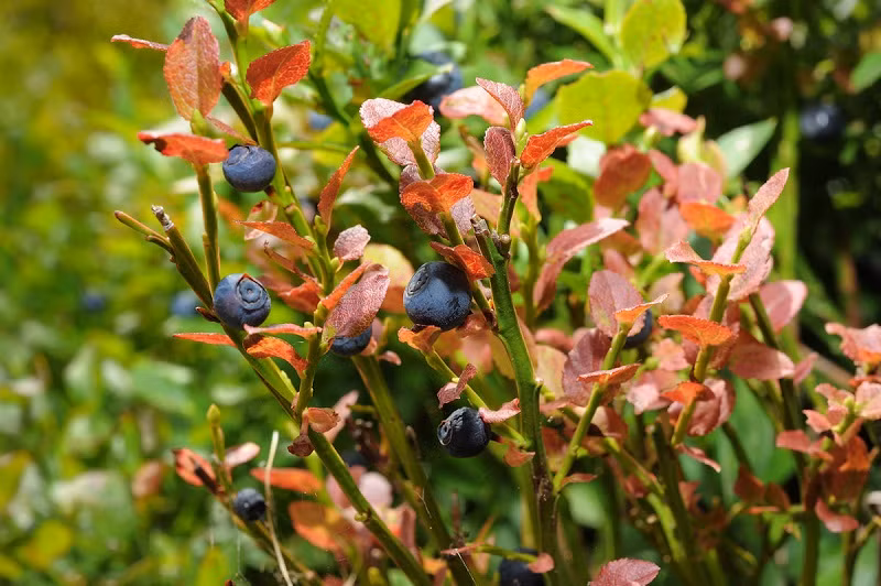 Lá việt quất còn được dùng để chống nhiễm trùng và ngừa một số bệnh ngoài da.