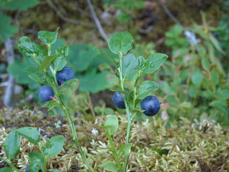 Thuốc có thể dùng ở dạng các bài thuốc hoặc pha như trà để uống trực tiếp.