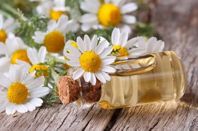 Cúc la mã: Tinh dầu cúc la mã khi bôi trực tiếp lên những vết côn trùng cắn có tác dụng xoa dịu rất nhanh. Ảnh: Thuocmocraunhanhnhat.