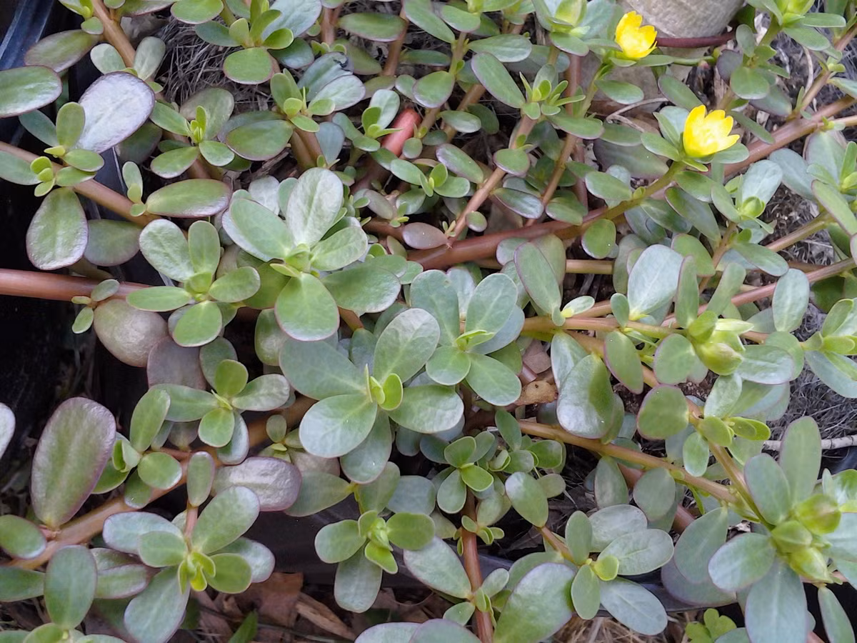 Rau sam giã nát đắp có thể trị được vết rết cắn. Ảnh: Bếp Việt.