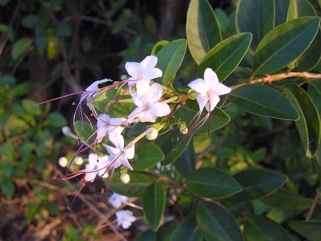 Cây ngọc nữ biển có vị đắng, tính hàn, mùi thơm, có ít độc, có tác dụng thanh nhiệt giải độc, tán ứ trừ thấp, thư cân hoạt lạc. Dịch lá có tác dụng giải nhiệt, hạ sốt. Ngọc nữ biển còn được dùng để chữa phong thấp gân cốt đau, đau lưng, đau dây thần kinh hông, đau dạ dày, cảm mạo và sốt. 