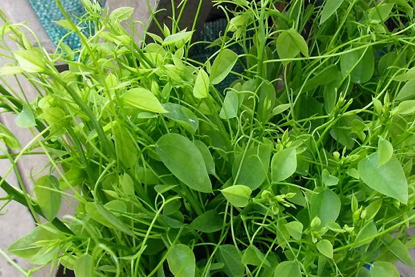 Theo quan niệm xưa, rau ngót rừng có tác dụng chữa đổ mồ hôi trộm, dị ứng và đái dầm ở trẻ nhỏ rất tốt. Ảnh: iOne.