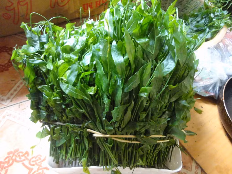 Phần lá vá rễ của rau ngót rừng sử dụng để giải độc, lợi tiểu, thanh nhiệt và lưu thông khí huyết. Ảnh: Idulich.