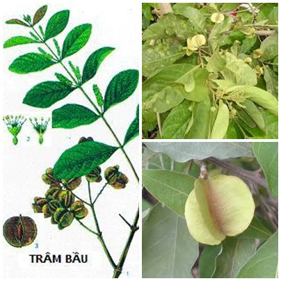 Vì thuốc có vị rất đắng, chát và mùi hăng cay nên bạn phải kẹp ăn cùng chuối tránh bị nôn ói ra ngoài.