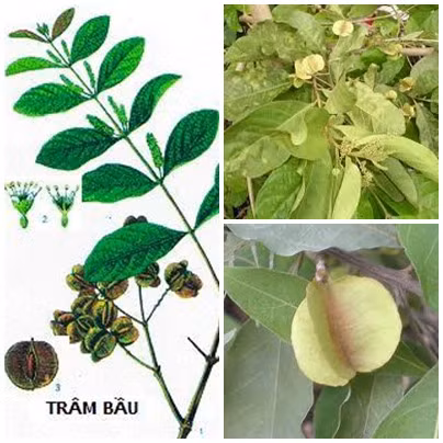 Vì thuốc có vị rất đắng, chát và mùi hăng cay nên bạn phải kẹp ăn cùng chuối tránh bị nôn ói ra ngoài.