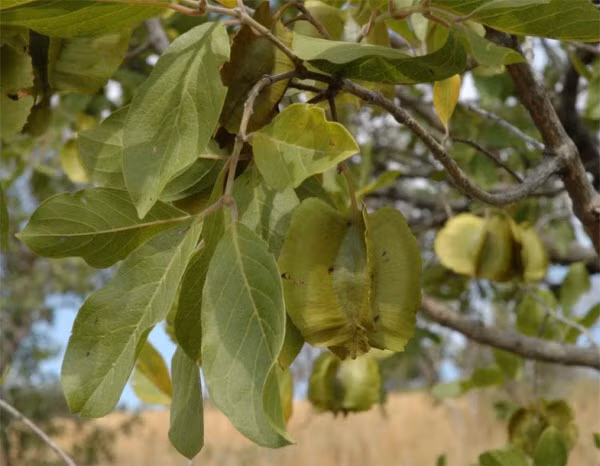 Tẩy giun bằng hạt trâm bầu: Dân gian hay dùng hạt trâm bầu tẩy giun bằng cách nghiền nát với lá mơ tam thể với lượng bằng nhau rồi trộn với bột làm bánh hấp, ăn vào buổi sáng sớm lúc đói. Bài thuốc này giúp diệt giun và làm giun xổ ra ngoài nhanh chóng.