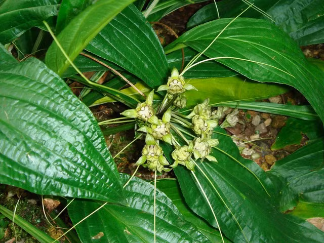 Bai thuoc chua tao bon tu cu dien that